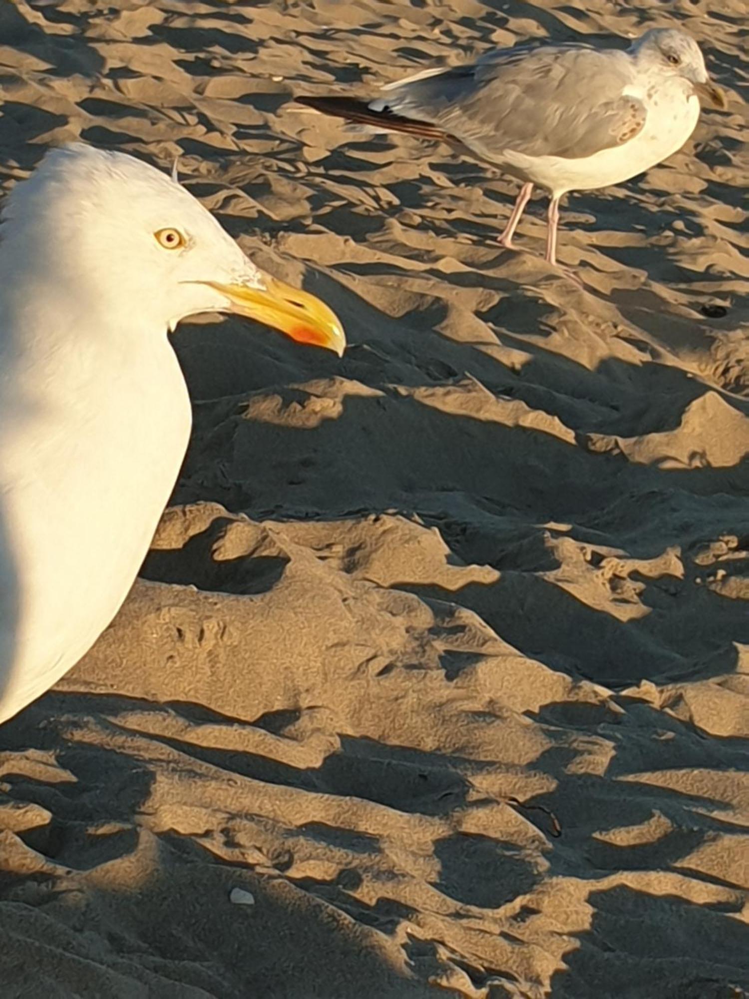 Rembrandts Beach View Zandvoort Eksteriør billede